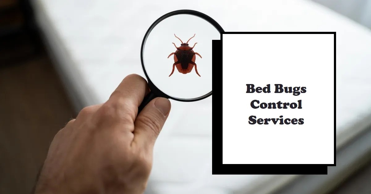 Bed Bugs Control Services in Karachi Unique Fumigation Services