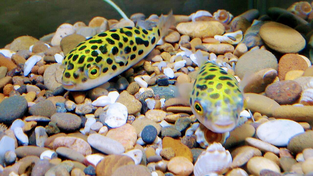 Take this quiz and test your knowledge! How Much Does a Puffer Fish Cost as Pet? AVG of 15 species|Include Accessories