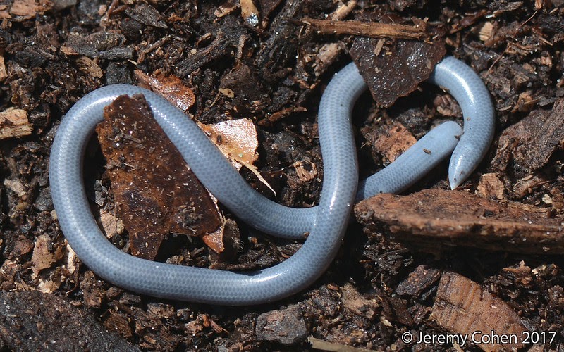 pics Flowerpot Snake For Sale can bimini blind snake be pet