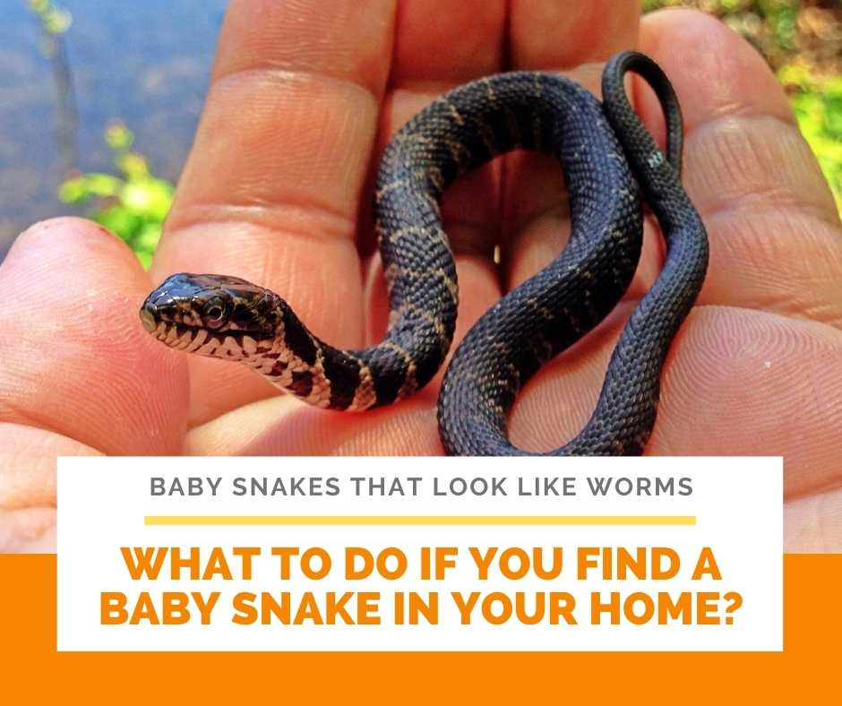 If it is more than a couple of inches long, it was probably on its own and looking for food. 4 Baby Snakes That Look Like Worms 1 Is Extremely Small