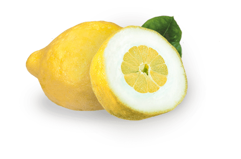 cedro