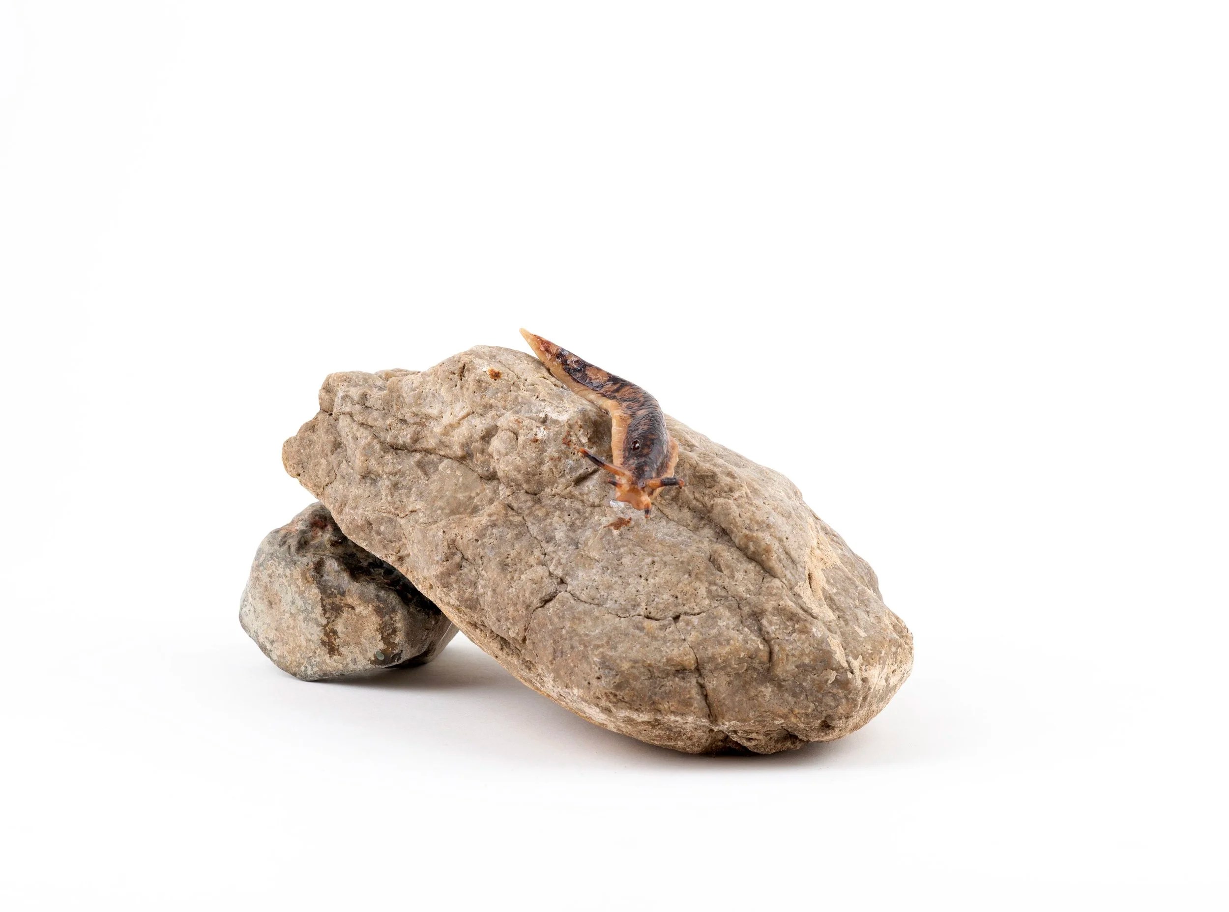 İRİS NİL AKDAL, “Pulmonata Serisi”, Polimer kil, 30x13x14 cm (2025)