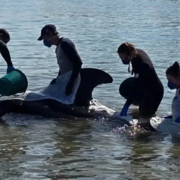 Baleia-piloto, de quase cinco metros, encalha em praia de Imbituba e mobiliza equipes de resgate Baleia-piloto, de quase cinco metros, encalha em praia de Imbituba e mobiliza equipes de resgate