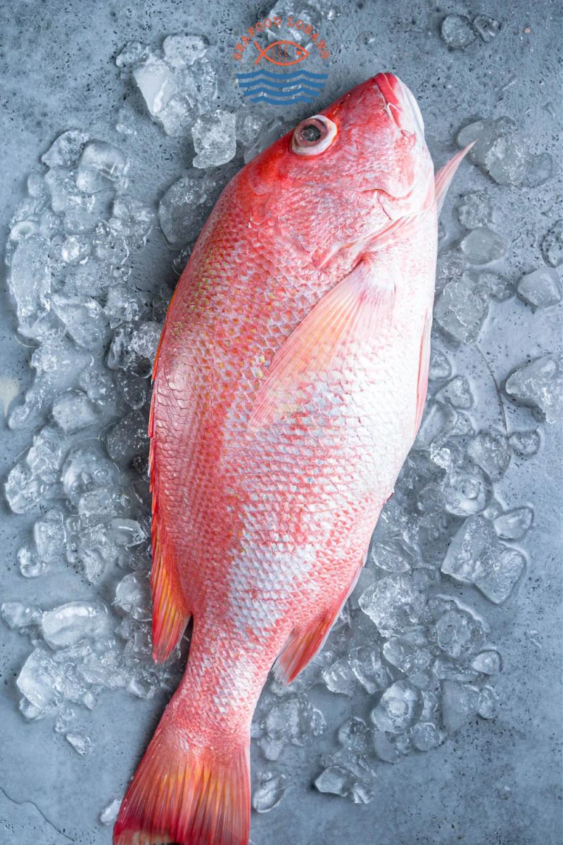 Red Snapper Unipool - Premium Minimal Photo Gallery - High Resolution