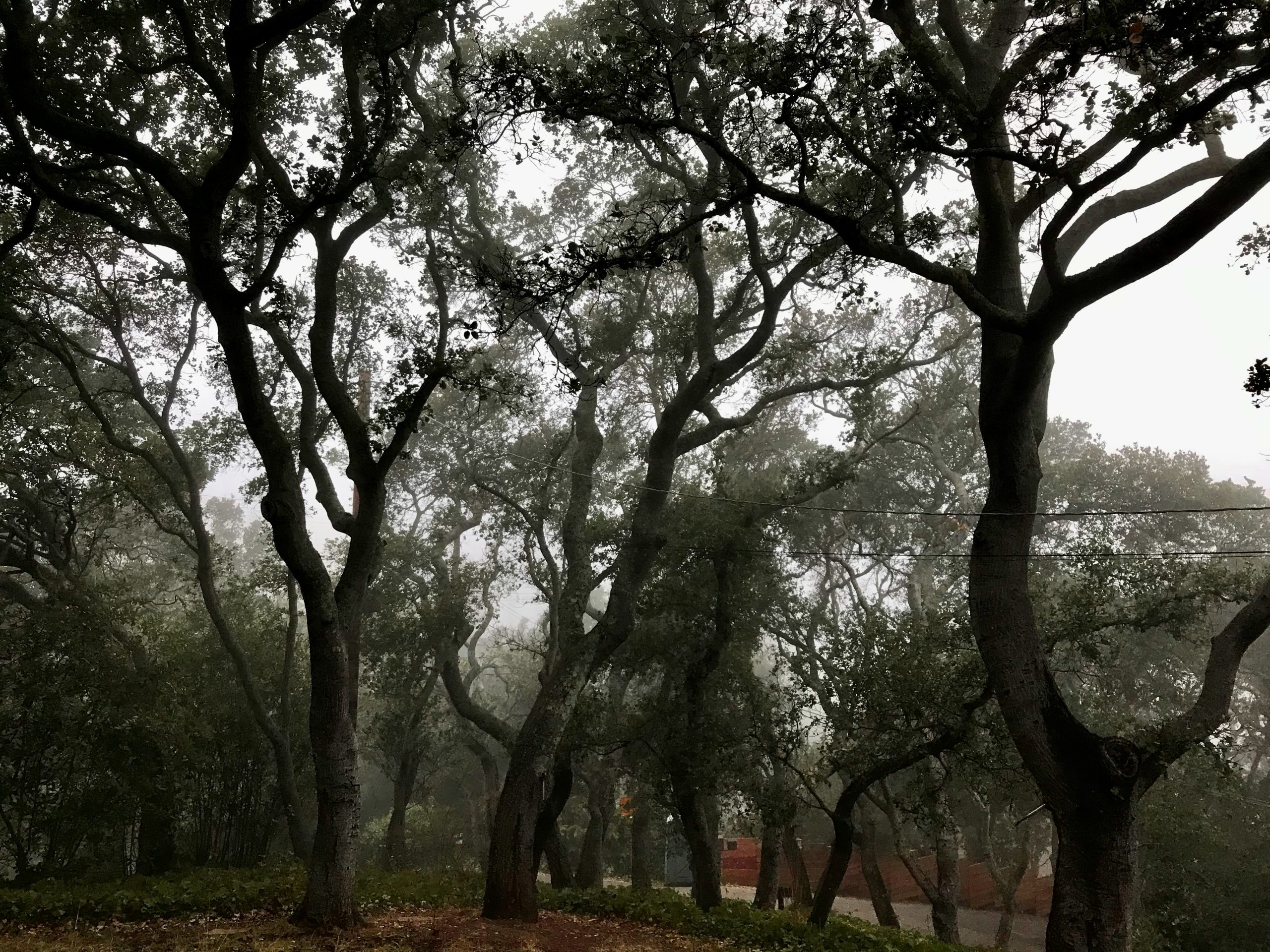 Poems by Mark Prudowsky