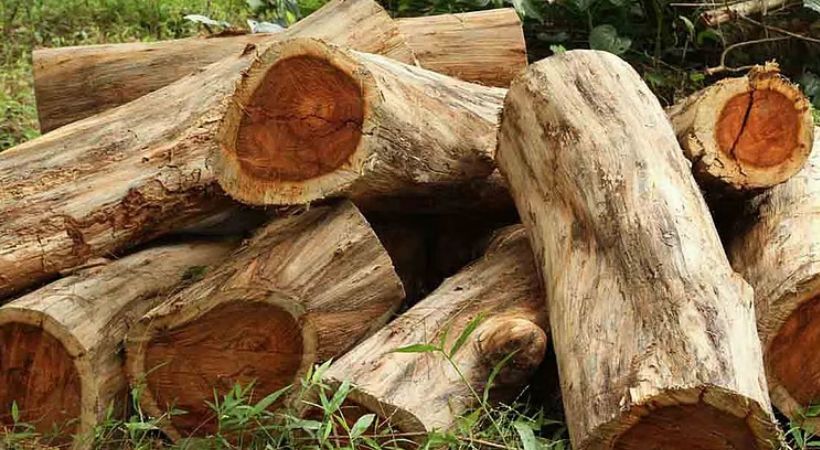 മുട്ടിൽ മരംമുറി ഗൂഢാലോചന: അന്വേഷണം അട്ടിമറിച്ചത് മുൻ മുഖ്യമന്ത്രി പിണറായി വിജയന്റെ ഓഫീസിലെ ഉന്നതനെന്ന് റിപ്പോർട്ട്