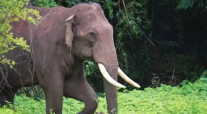 പത്തനംതിട്ട ളാഹയിൽ കാട്ടാന ആക്രമണം; റബ്ബർ ടാപ്പിങ് തൊഴിലാളിയെ കൊമ്പിൽ കുത്തിയെറിഞ്ഞു