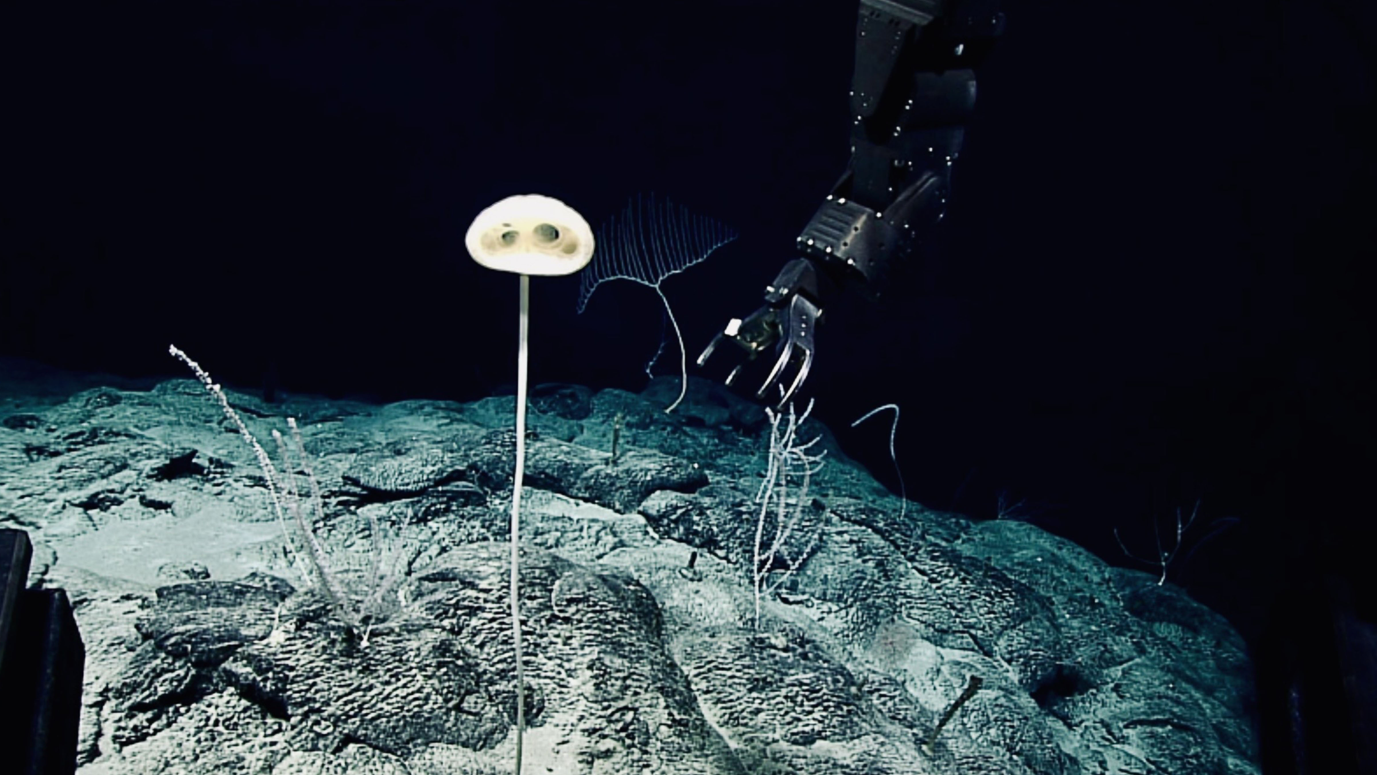 Glass sponge Advhena magnifica on the deep seafloor as a robotic arm approaches