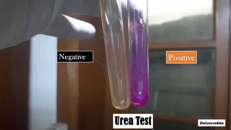 Urea Test - Download Premium Nature Wallpaper | Retina