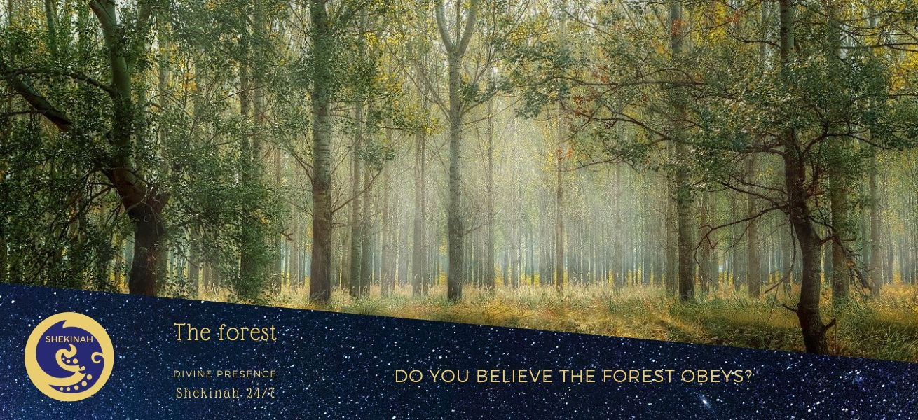 power of the trees, paganism, oneness, all creation, seas obey, the forests listen, the power of your words, divine presence, presence of the Divine, practising the presence of God, presence of Spirit
