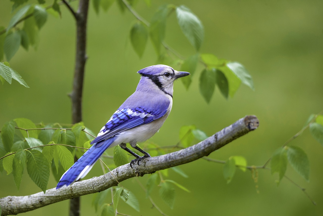 a blue jay that would need a red screen