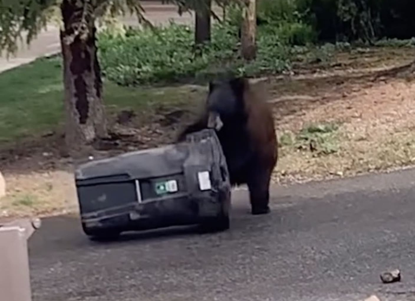 Bear-resistant garbage can defeats bear