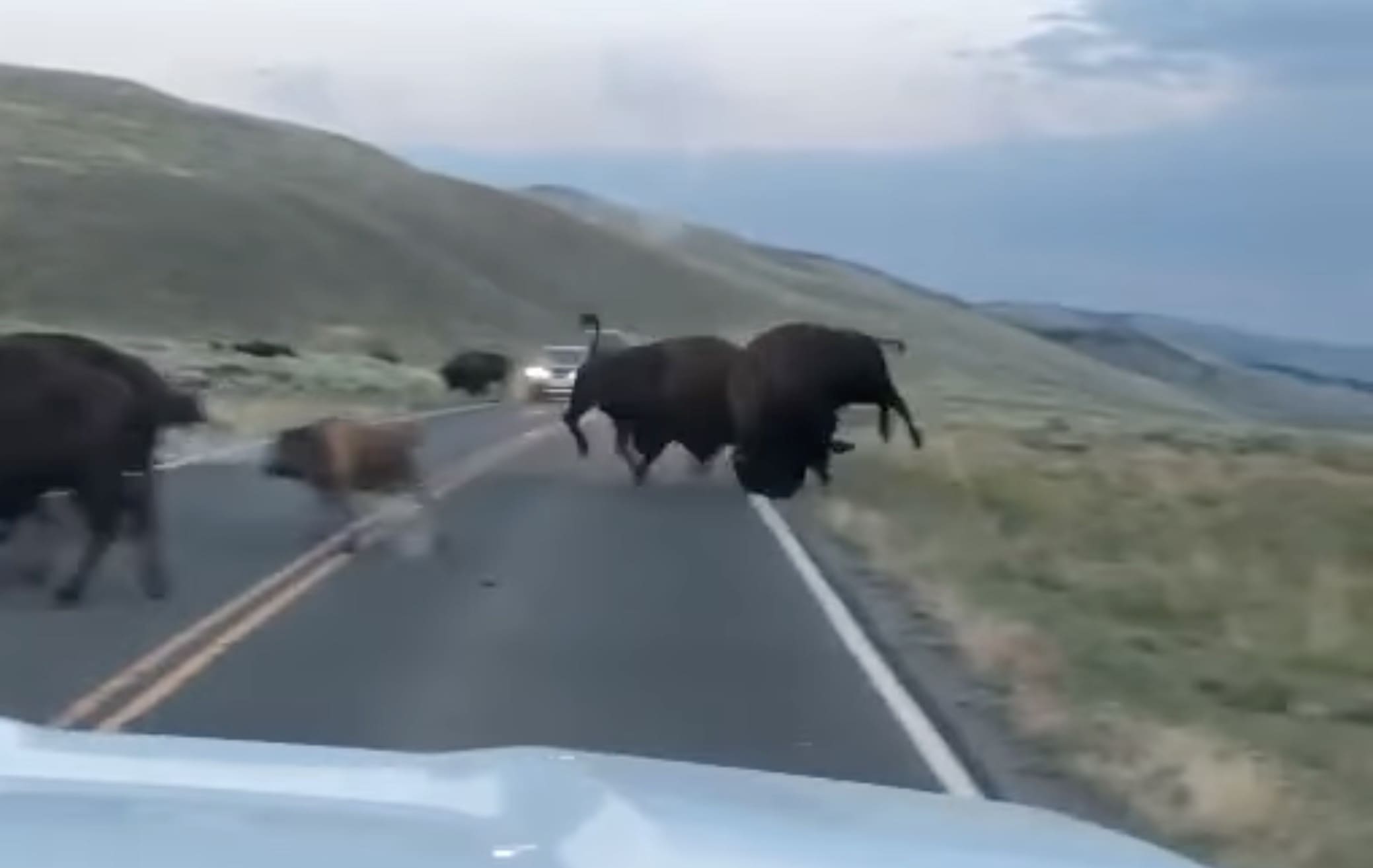 Bison fight @ Yellowstone National Park