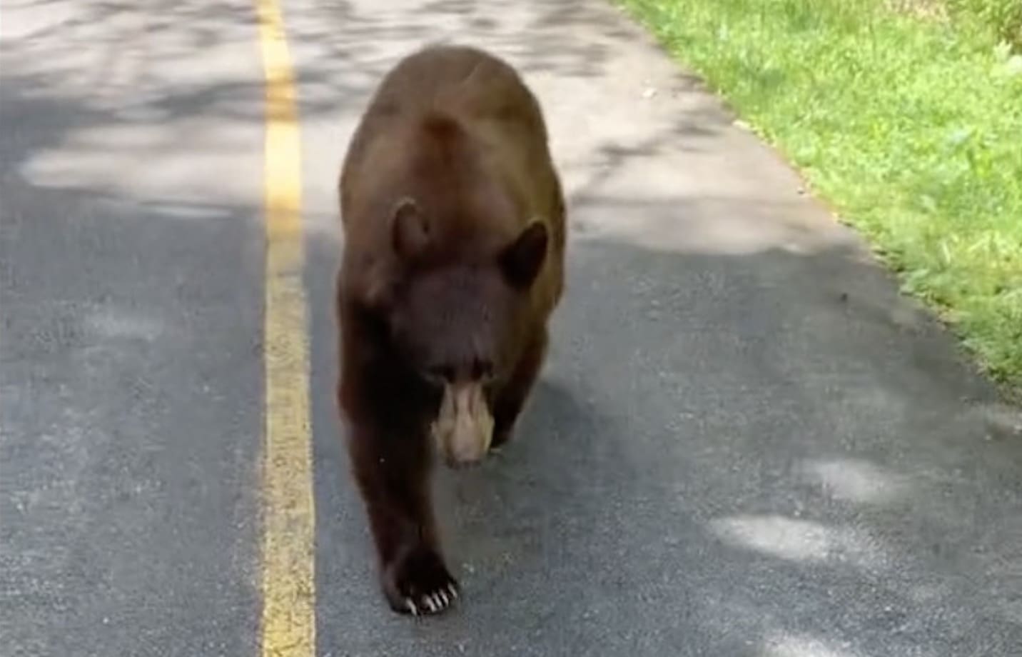 Black bear follows Whistler walker for several minutes.