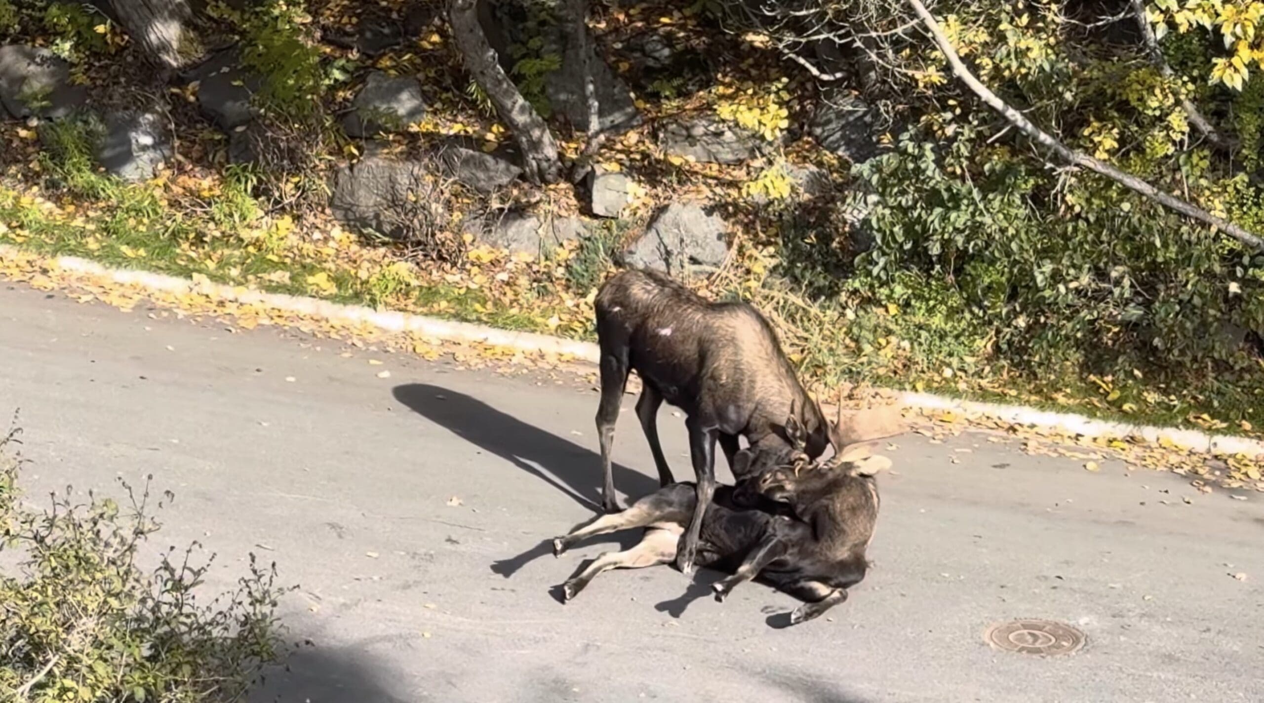 Moose Battle Takes Over Suburban Street in Alaska
