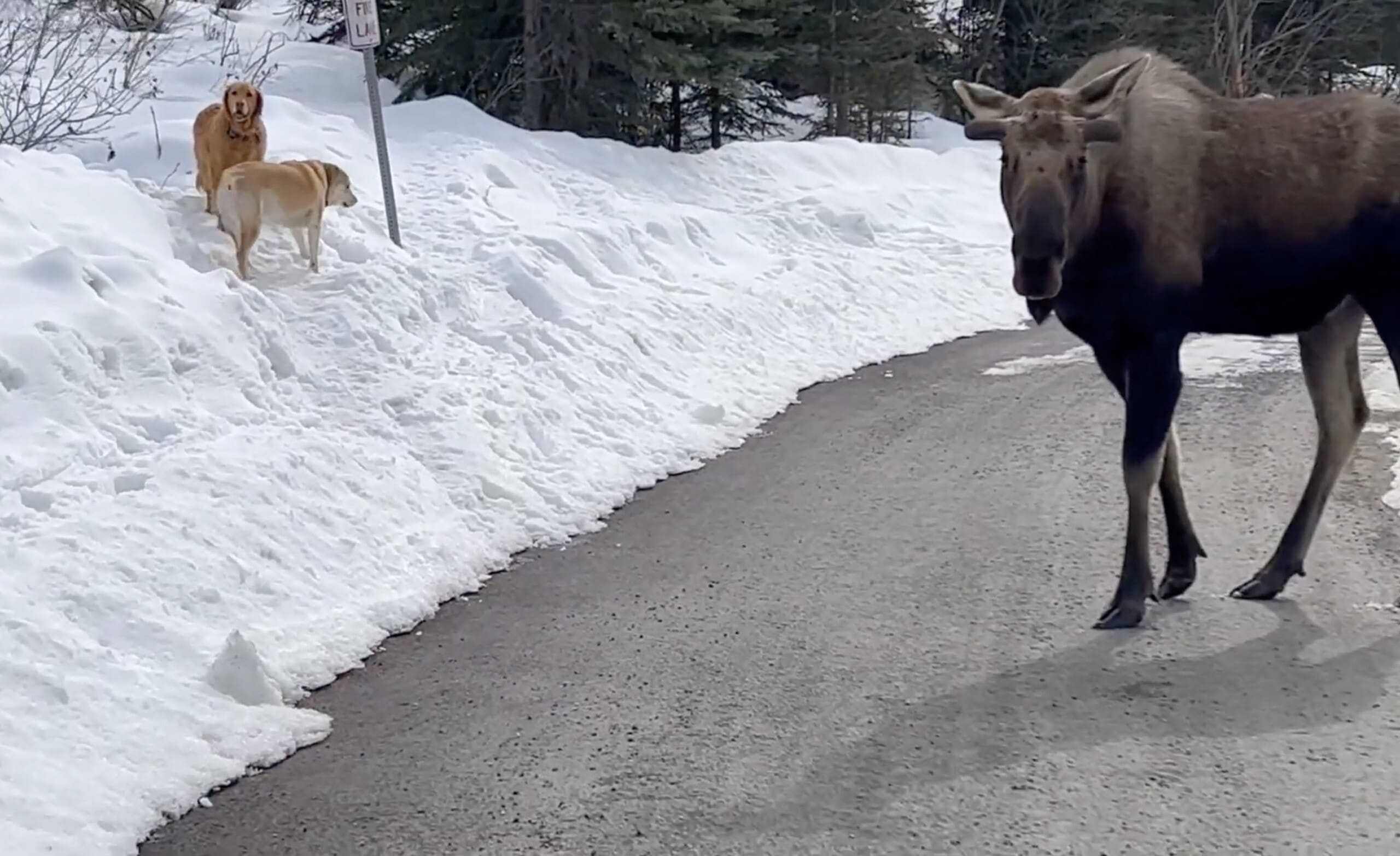 Man has intense stand off with a moose.