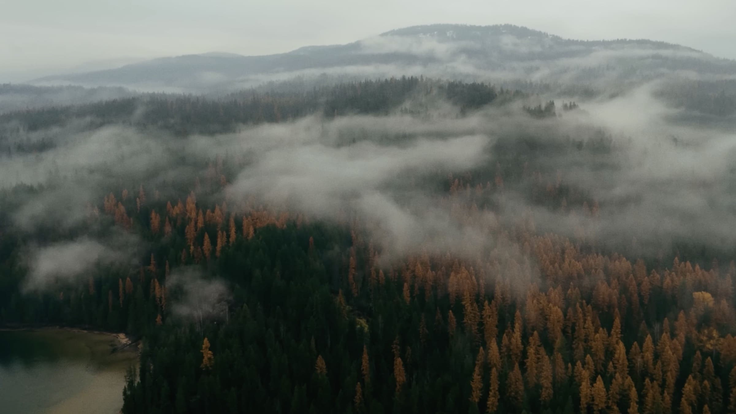 Idaho's temperate inland rainforest.
