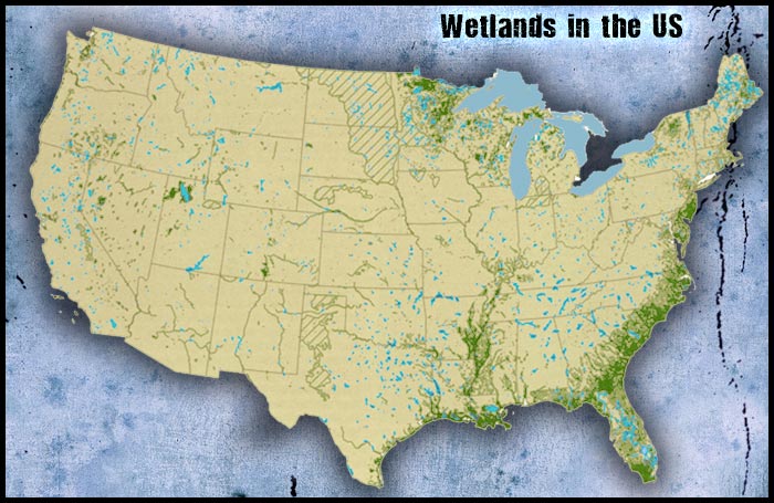 Wetlands Biome Untamed Science Wetlands Map 