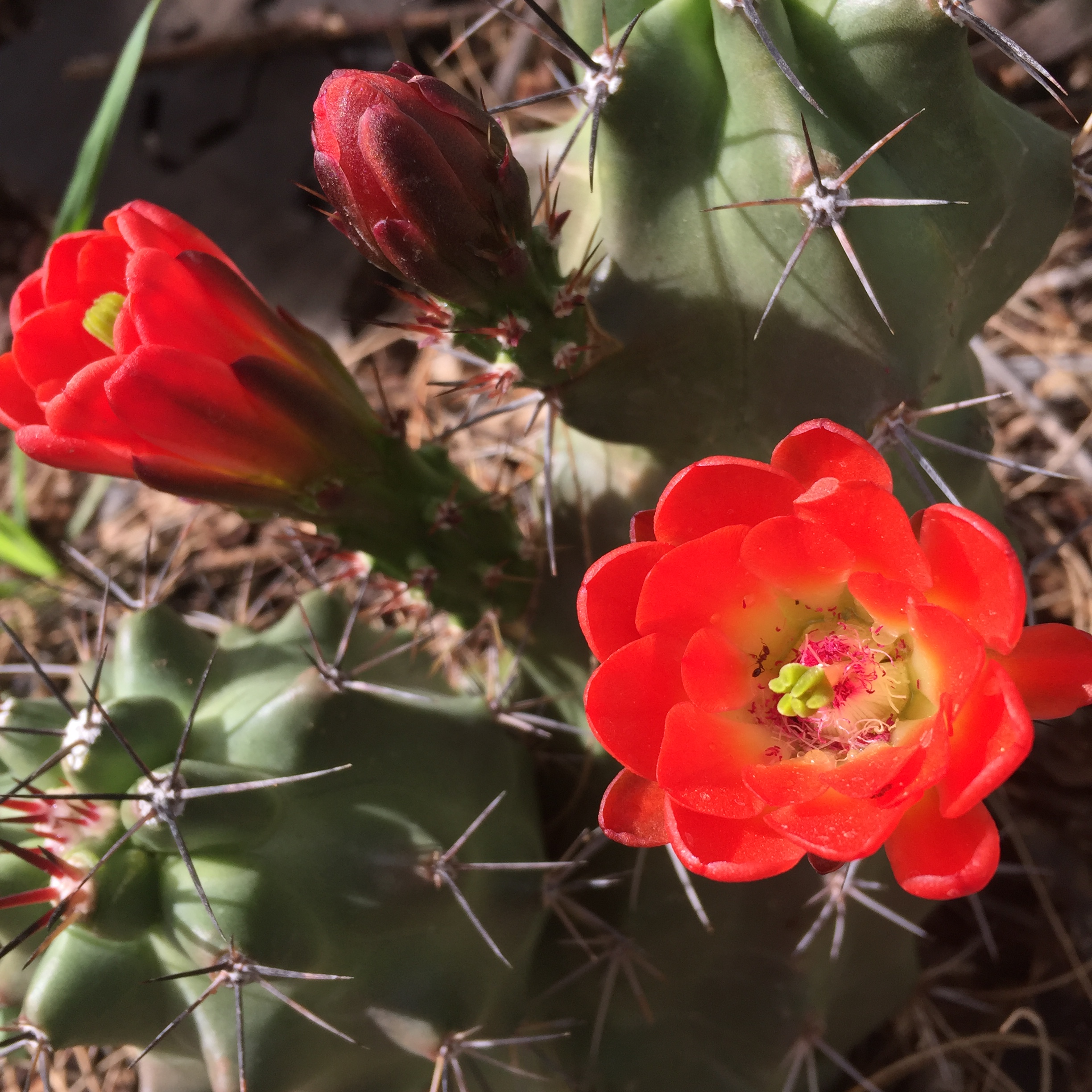 red cactus