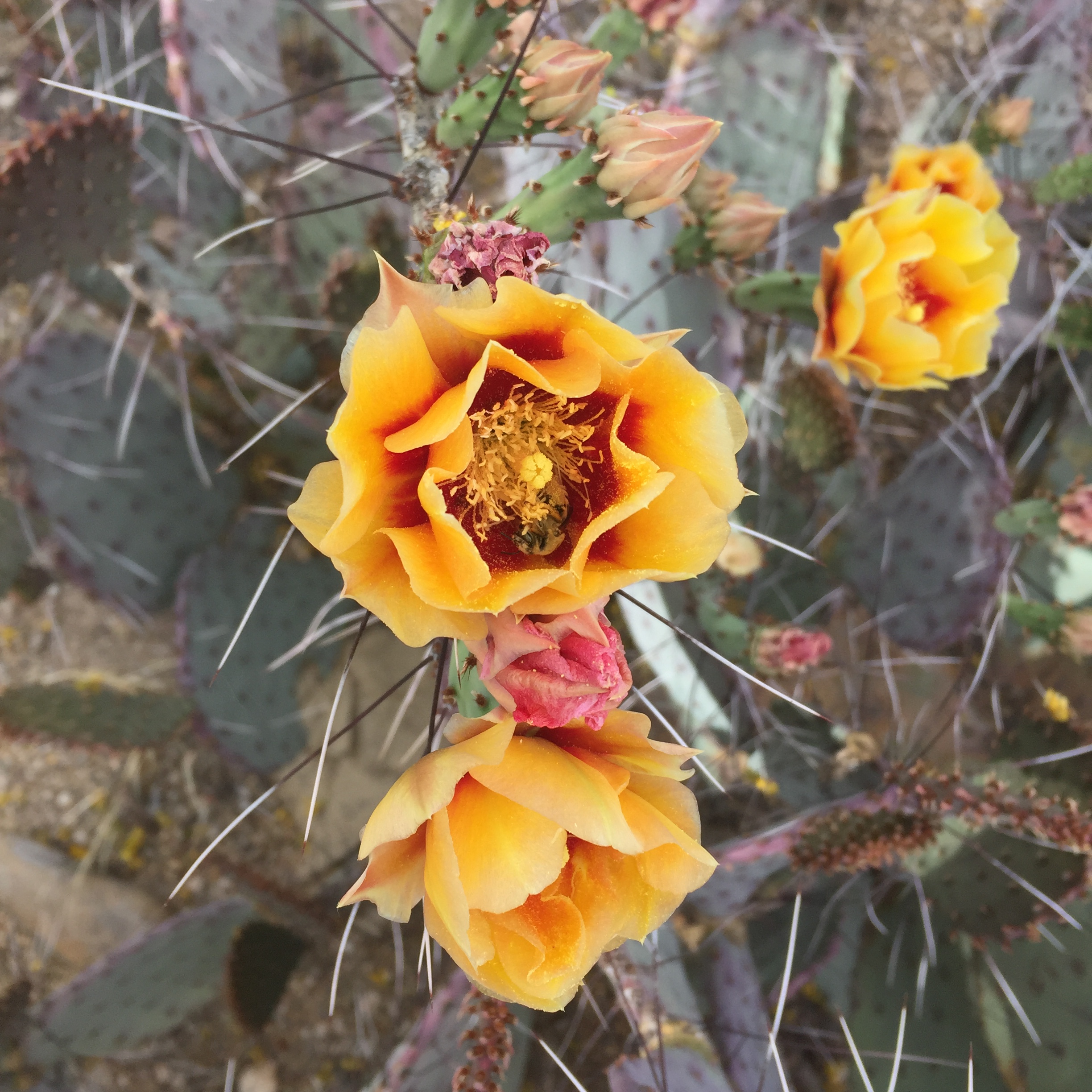 yellow cactus