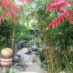 Koi pond at the Los Altos Nursery