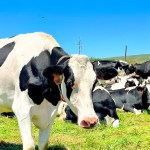 Cows along the road to the Point Reyes cheese tasting