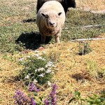 Two sheep at Soul Food Farm, Vacaville
