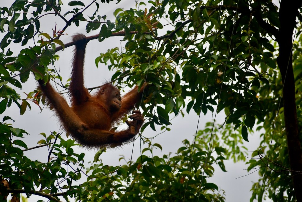 Kalimantan 12 Kalimantan 12