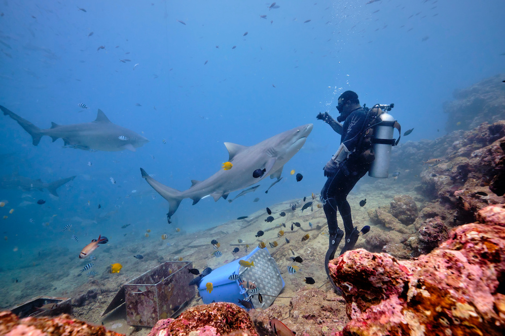 Scuba divers hand feeding bull shark and silver tip reef sharks on deep dive in Fiji