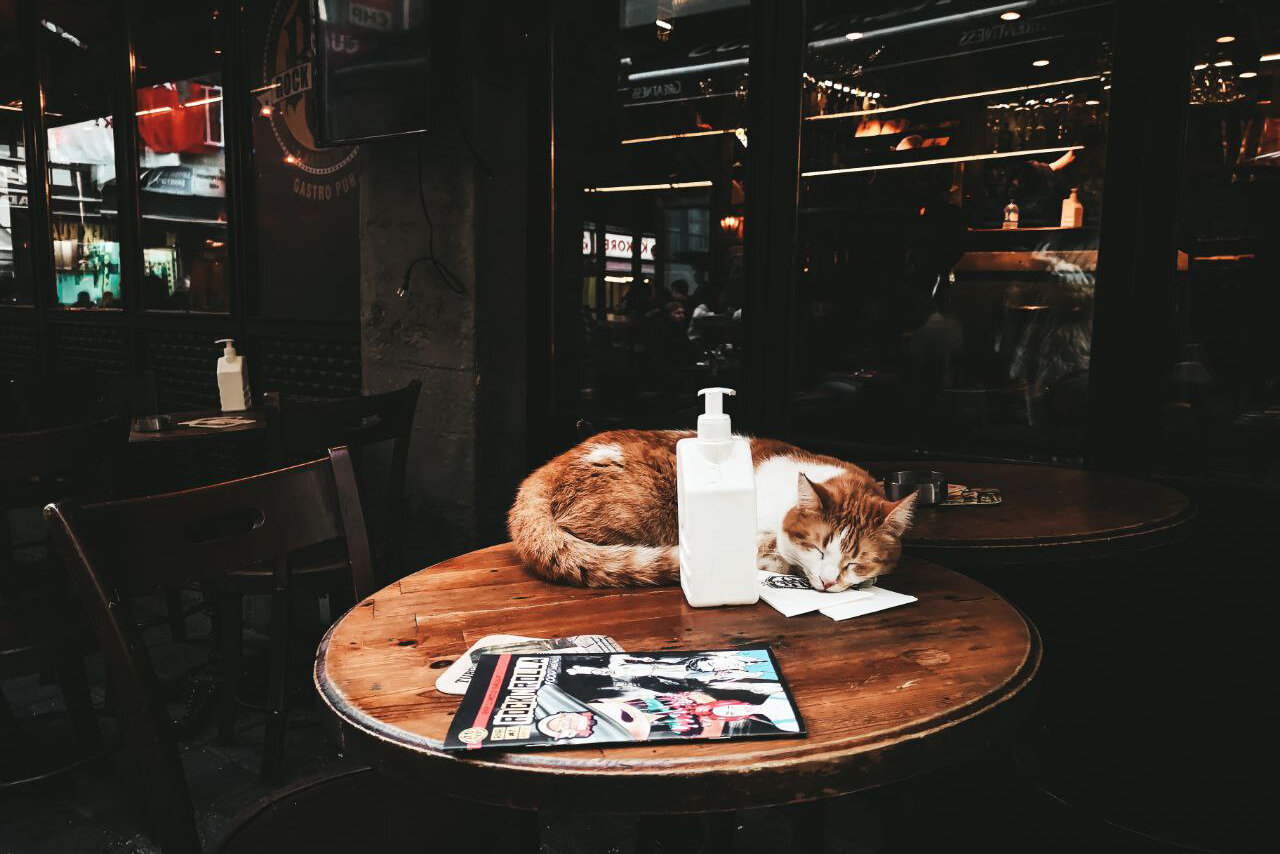 Istambul cat4