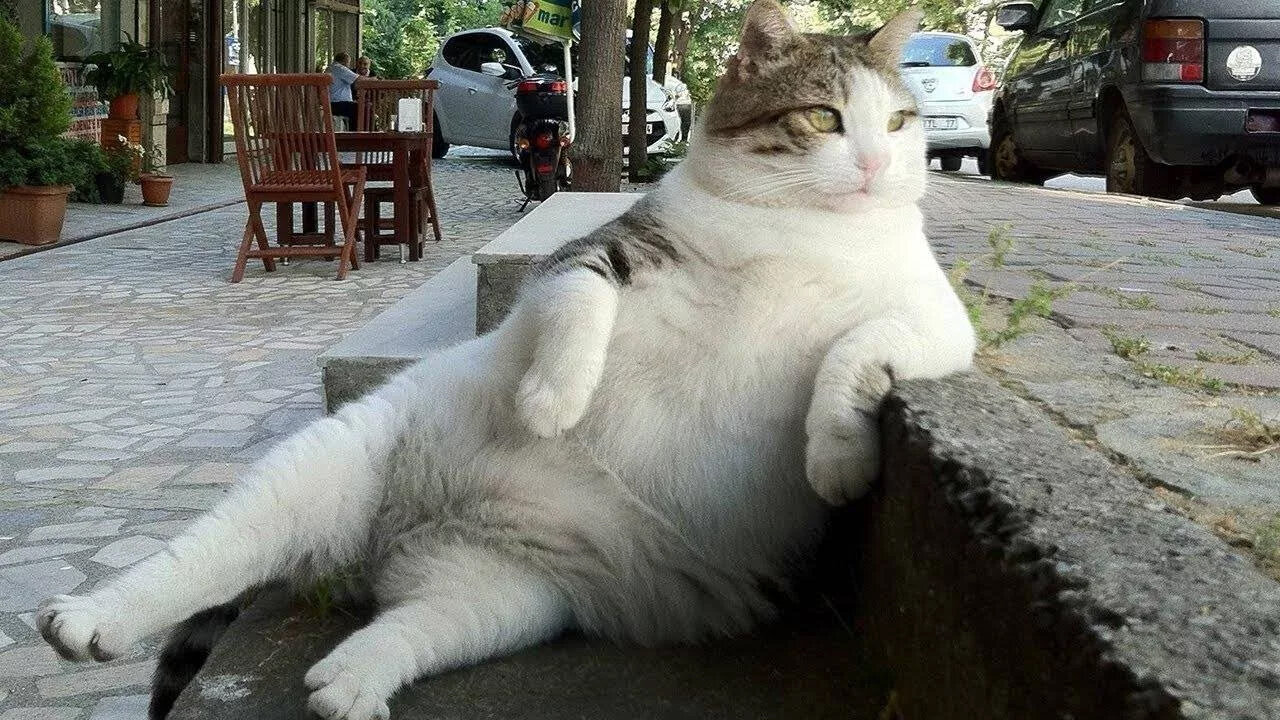Istambul cat6