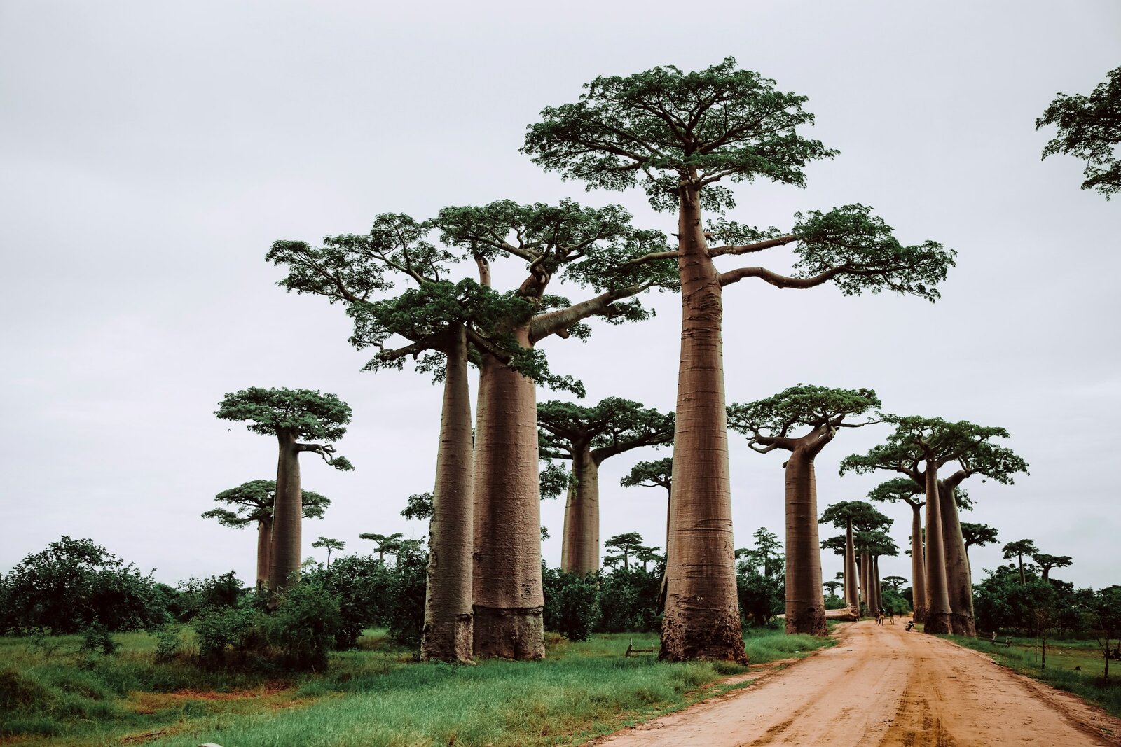 The baobabs’ green, curled branches appear in the rainy season, from November through March. Photo: Graphic Node / Unsplash