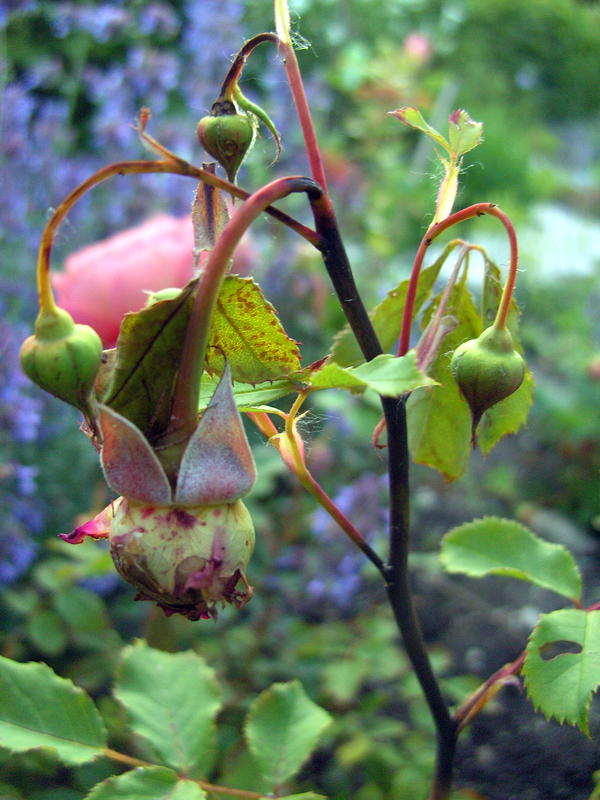 Mein schöner garten ist seit 40 jahren europas größtes gartenmagazin. Rosenkrankheit - Mein schÃ¶ner Garten Forum