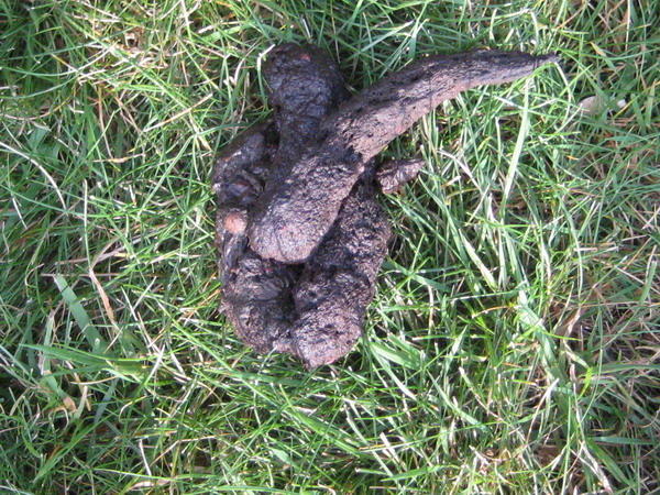 Fuchs Im Garten Am Helllichten Tag Was Tun 100 Neu Outdoorando