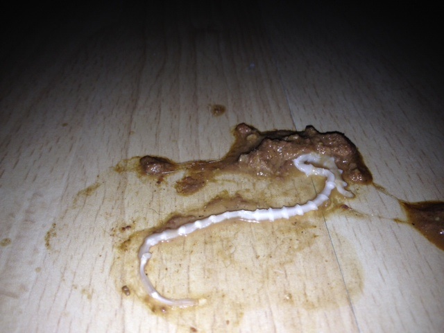 Bei schwererem befall kommt es zu durchfall und erbrechen. Wurm??? - Katzen Forum