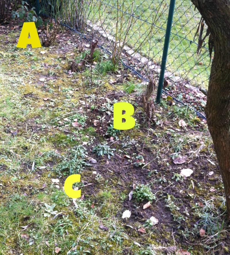Welcher termin ist für die nachsaat geeignet? Beetrenovierung: Tipps? - Mein schÃ¶ner Garten Forum
