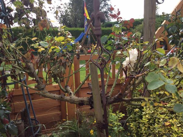 Minigartchen 2019 Teil 3 Sommer Page 24 Mein Schoner Garten Forum