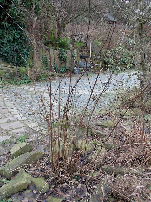 Dazu sollte ein trockener tag ausgewählt werden. GehÃ¶lzschnitt bei StrÃ¤uchern die am zweijÃ¤hrigen Holz