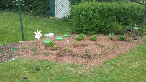 Das Hilft Wirklich Gegen Wuhlmause Im Garten Wuhlmause Tierfreundlich Vertreiben