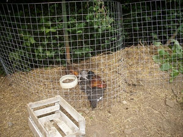 Rankgitter Aus Estrichmatten Selber Bauen Frag Mutti