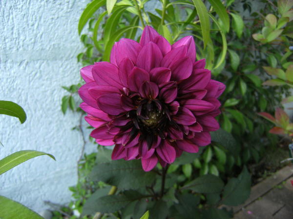 Baumheide Schneiden Mein Schoner Garten Forum