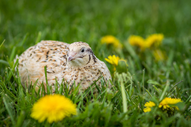 In der natur legen die kleinen vögel zwischen frühling und herbstbeginn immer wieder eier, wobei sie die eierproduktion mittels künstlicher beleuchtung . selbstvers.org â¢ Thema anzeigen - Wachteln - Japanische