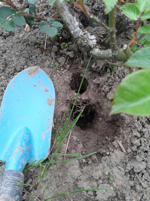 Wie Man Ratten In Haus Und Hof Loswerden Kann Toten Gegen Vertreiben