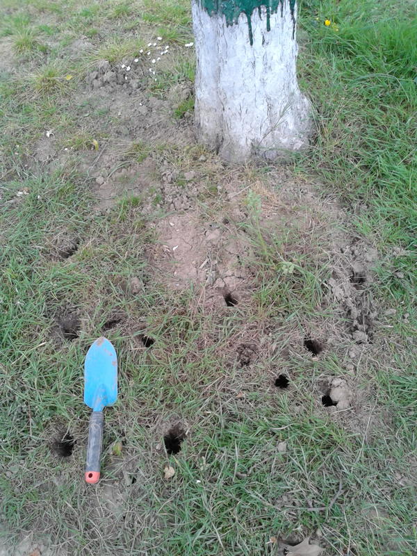 Ratten Kommen Ubers Klo In Die Wohnung Haus Garten Bild De