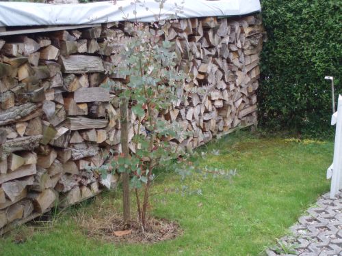 Winterharter Schnee Gummibaum Fur Den Garten Immergruner Eukalyptus Baum Samen Kaufen Bei Hood De