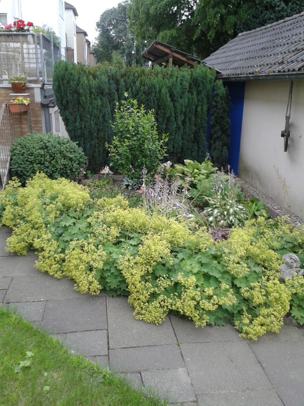 Rasenkantensteine Setzen Selbst De