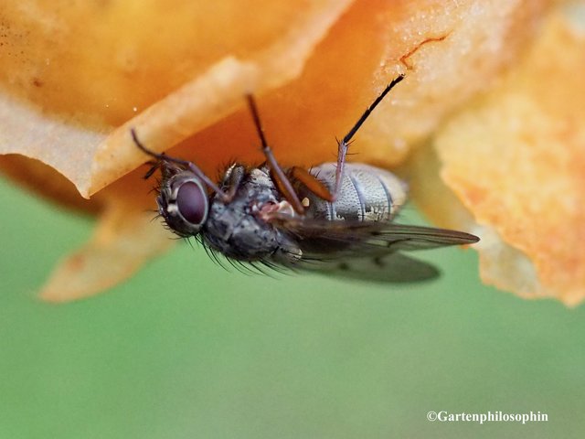 Insekten Bestimmen Steckbrief Kafer Namen Feinde Grosse Bilder Natur Beobachtungen