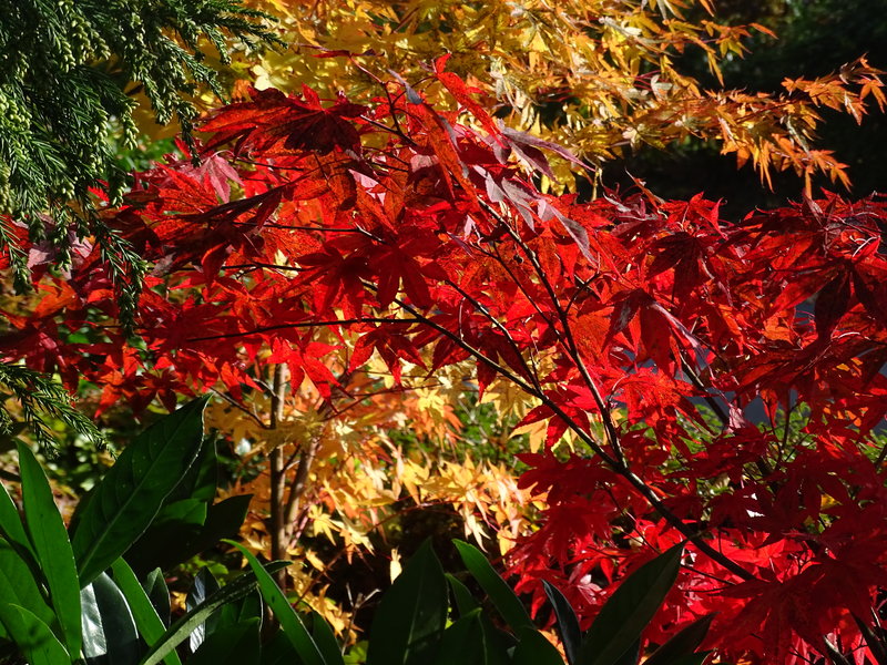 Willkommen In Meinem Kleinen Privaten Botanischen Garten Exotengarten Im Odenwald