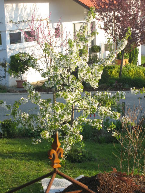 Welcher Obstbaum Ist Der Richtige Fur Meinen Garten Mein Eigenheim