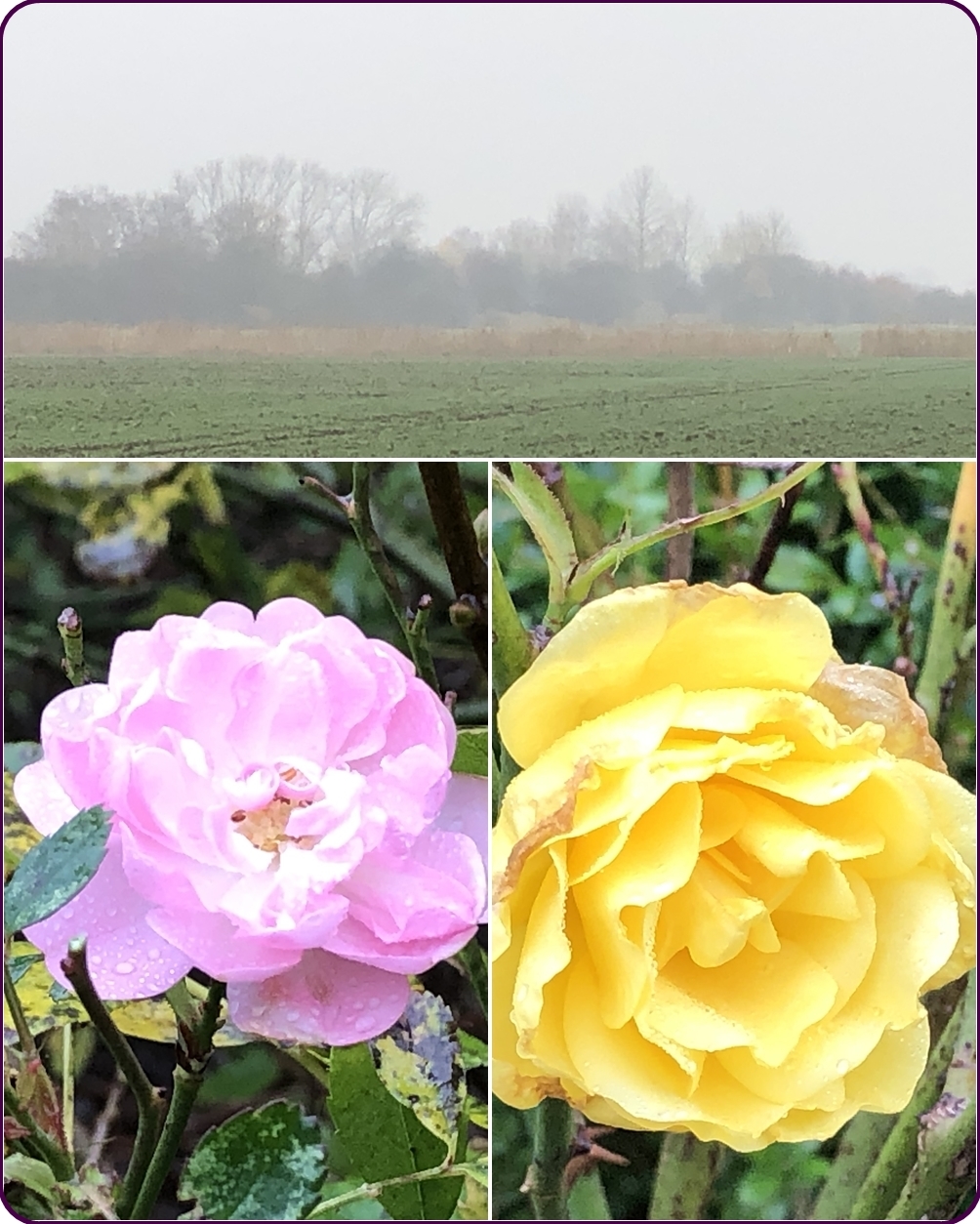 Danmit deine rosen im sommer prächtig blühen, musst du einiges beachten. Treffpunkt GrÃ¼n *759* - Page 3 - Mein schÃ¶ner Garten Forum